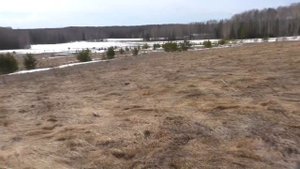 Дмитрий Мусихин: Коп ранней весной.