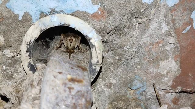 Сверчок домовый поёт