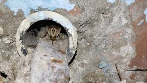 Сверчок домовый поёт