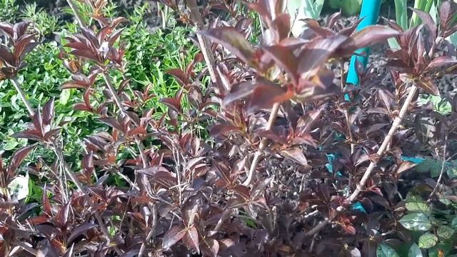 Стрижка кустарников