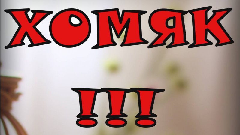Хомяк.Интересные факты.