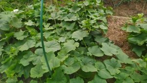 Обзор огорода июль 2023?