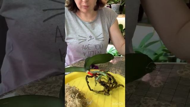 Пересадка Орхидеи Манхеттен