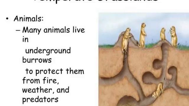 6 3 grasslands desert amp tundra смотреть онлайн