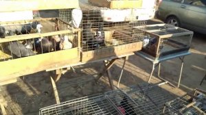 Рынок Соловки (Голуби).Solovki Market (Pigeons).