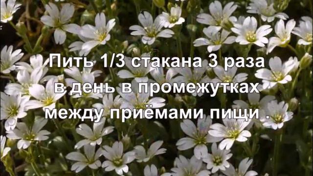 Мокрица спасёт от артроза . смотреть онлайн