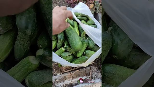 Осенние заботы. Теплая грядка. смотреть онлайн