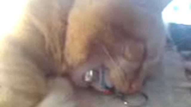 Кот спит смотреть онлайн