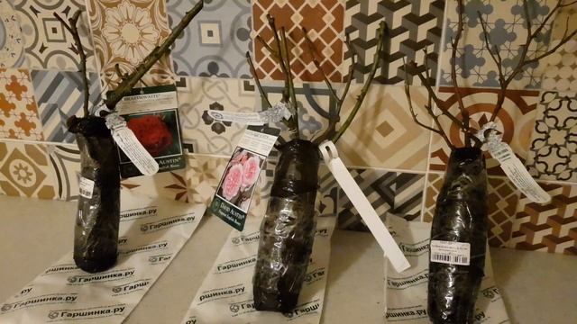 Вторая посылка с саженцами роз Остина от "Гаршинки" , ???  #саженцы #розынаюге #розыдэвидаостина