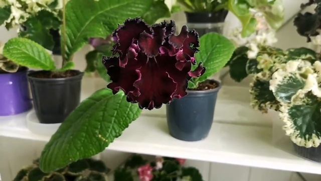 Зацветает стрептокарпус Dem-Черный лебедь, очень красивый сорт?? смотреть онлайн