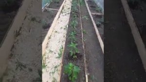 Планировка грядок в теплице