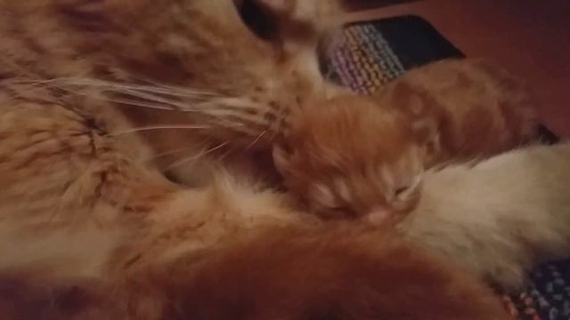 Мейн кун.Заботливая мама кошка и новорожденный котенок. Милота. смотреть онлайн