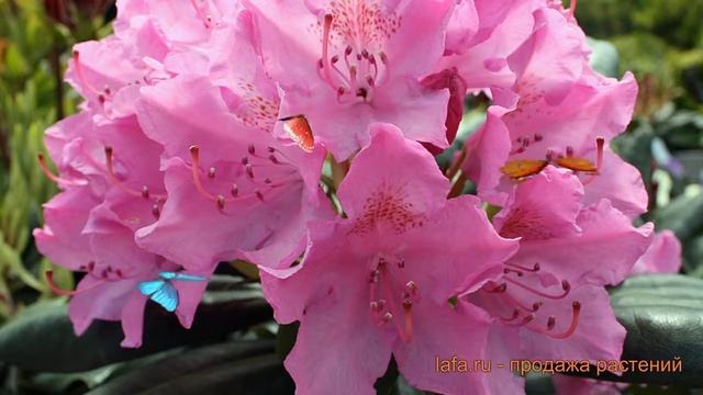 Рододендрон гибридный Розеум Элеганс ? обзор: как сажать, саженцы рододендроны Розеум Элеганс смотреть онлайн