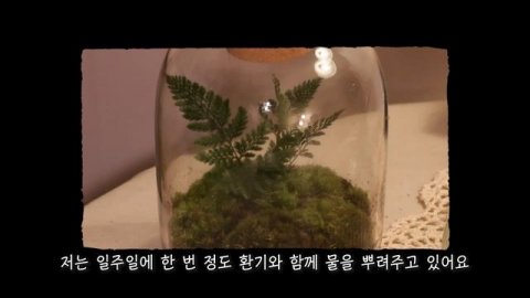비오는 날 만드는 테라리움과 첫 식물 분갈이?ㅣ 자취 브이로그 ㅣ 플랜테리어 vlog