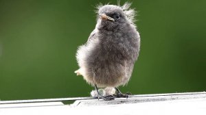 Птенец горихвостки-чернушки. Phoenicurus ochrurus. Птицы Беларуси.