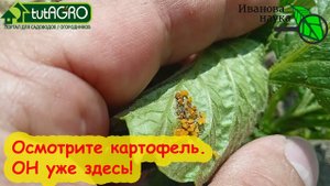 Всего 1 действие и жука как не бывало! Безопасное избавление от вредителя.