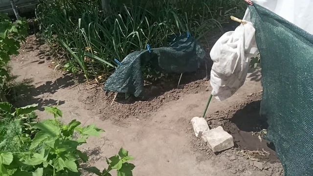 С Троицей вас всем желаю здоровья , удачи, мира смотреть онлайн