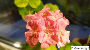 Лучшие сортовые пеларгонии . Маленькая королева...Пеларгония карлик Jip's Iceny Queen. В динамике !