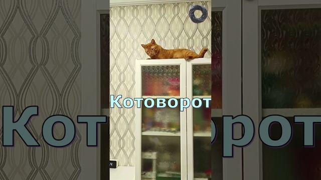 Котоворот - Переворот. Кот Феня, он же Феникс