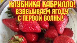 Клубника Кабрилло, взвешиваем ягоду с первой волны!