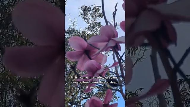 Magnolias Blooming in #sfbayarea #flowers #sanfrancisco #travel #nature #magnolia #spring #explore