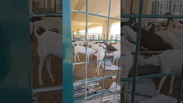 Рынок Животных в ОАЭ, апрель 2021г. Овцы и Козы смотреть онлайн