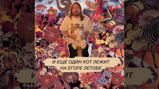 Егор Летов и коты смотреть онлайн