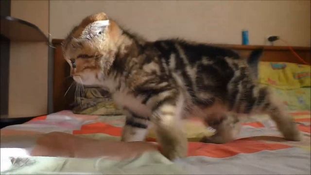 КОТ и КАМЕРА, котёнок испугался смотреть онлайн