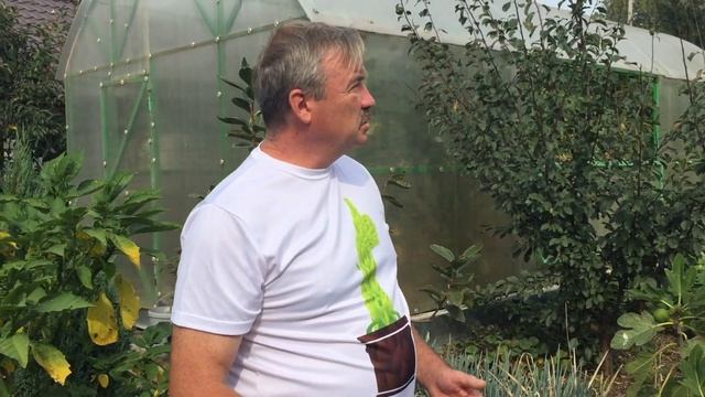 Инжир созревает, сорт турецкий коричневый. Пробуем! смотреть онлайн