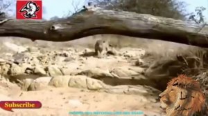 real human safari leopard vs baboons# Lots of wild animals  леопард против бабуинов