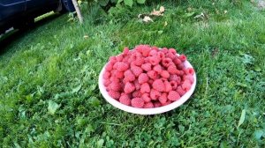 Купил хутор - а что на нем делать? Здоровая жизнь на хуторе. Другая жизнь на своей земле