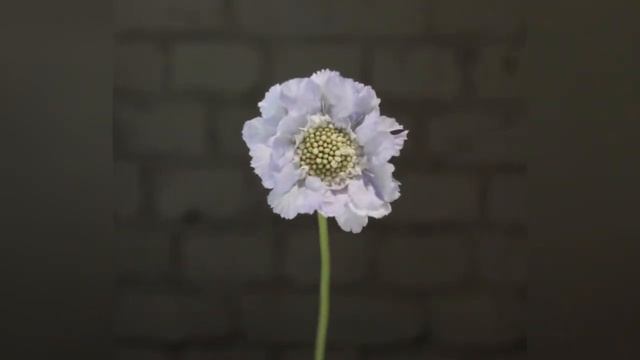СКАБИОЗА (SCABIOSA) смотреть онлайн