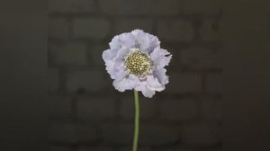 СКАБИОЗА (SCABIOSA)