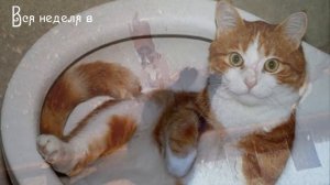 Котовария - Хозяйка улетела (Крылатые качели кавер)