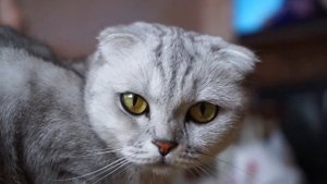 Шотландская вислоухая все о породе кошки