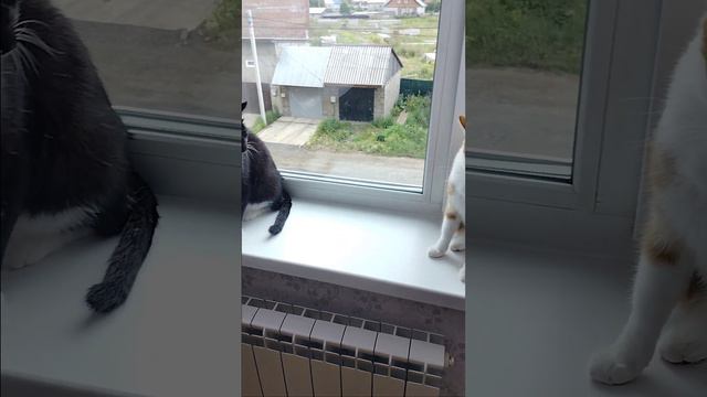 Мое первое длинное видео. #кошачьяжизнь #животныевдобрыеруки #кошки #животные