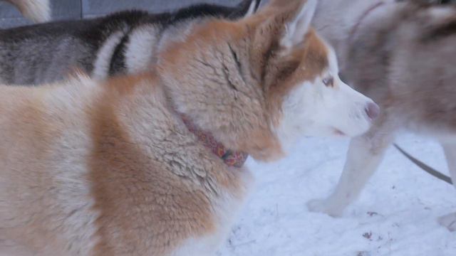 Сила Сибири 2019 смотреть онлайн