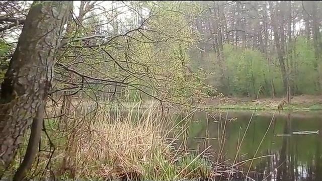 #animal#planet Аист летит смотреть онлайн