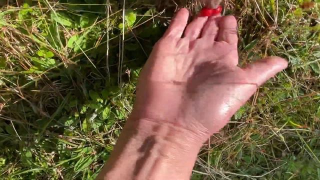 Нина нашла земляничку. Едим витамины. Дневник чихуахуа Нины. Chihuahua life. смотреть онлайн