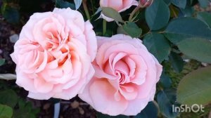 Розы нежно-розовых оттенков