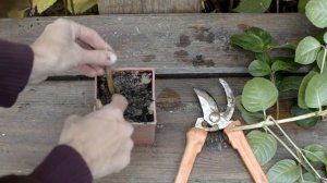 Фуксии: размножение древесными черенками