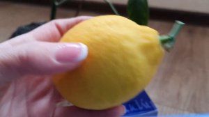 Лимоны Дома Круглый Год?Лимон Мейера?Как Собрать урожай Лимонов?Снимаю пробу?