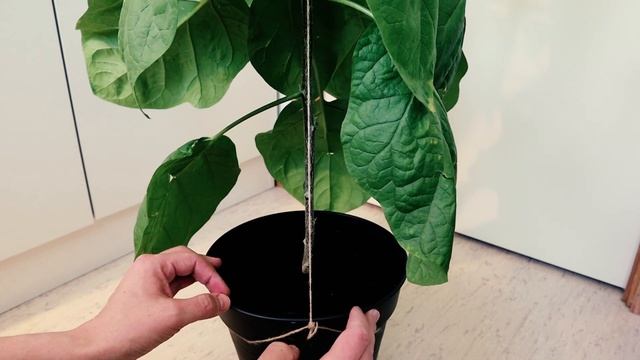 Выращивание Баклажанов дома в горшке  ? Как ухаживать: подкормка, обрезка листьев, опыление, урожай