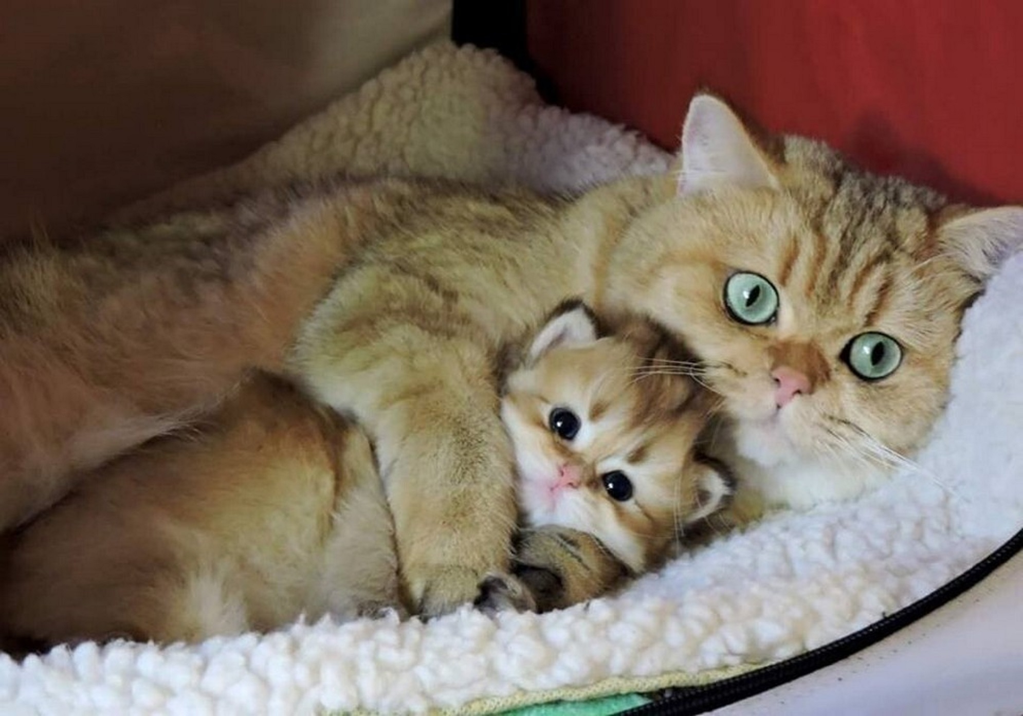 Маленьких котенка и маму