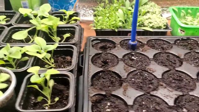 13# Рассада пикировка гайлардия/рудбекия/астра#дача#огород#рассада смотреть онлайн