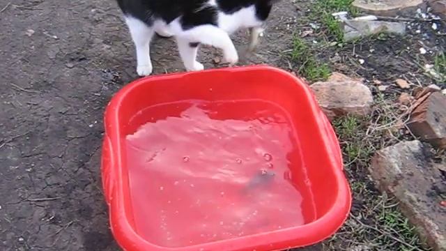 Кот ловит рыбу.avi смотреть онлайн