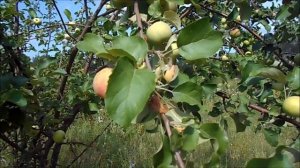 набрали яблочек на сушку