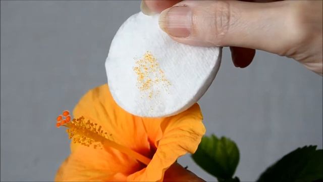 Опыление цветков растений вручную смотреть онлайн