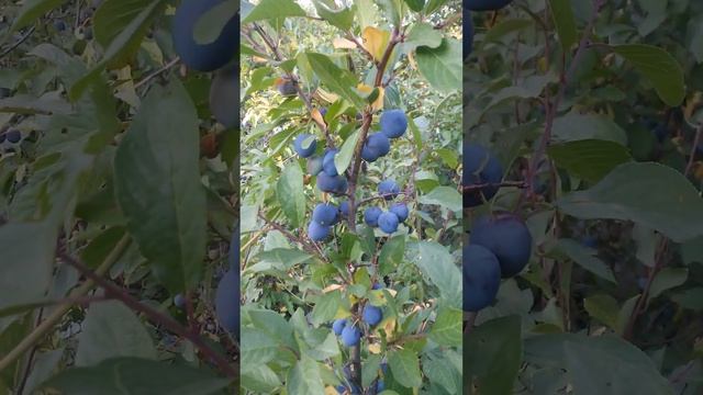 Ягоды тёрна стали сизыми на маленьком деревце Двадцать Девятого Июля смотреть онлайн