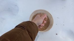 Оригинальная кормушка для птиц своими руками за 0 рублей (из веток и саморезов). Кормушка для синиц